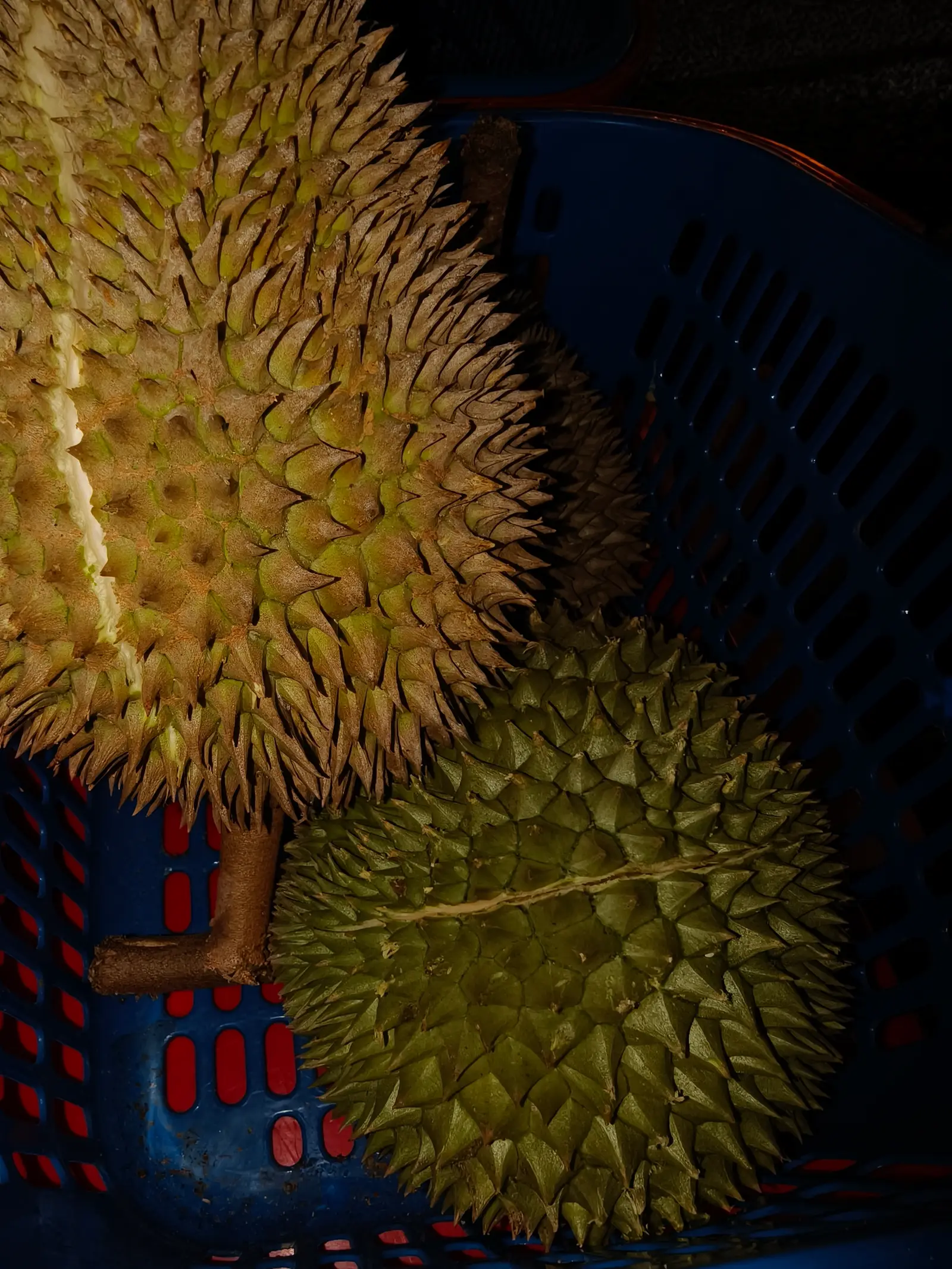 Durian Bonaza — frame 2